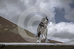 A beautiful dog is standing on the wing of an abandoned plane. American Staffordshire Terrier.
