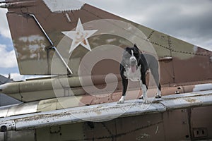 A beautiful dog is standing on the wing of an abandoned plane. American Staffordshire Terrier.