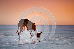 Beautiful dog at sunset in winter