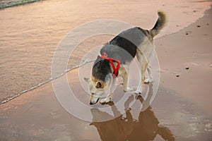 Beautiful dog walking at beach near water