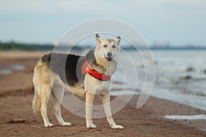 Beautiful dog walking at beach near water