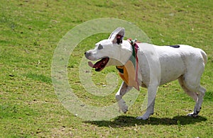 Beautiful dog walking in the park.