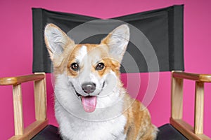 Beautiful dog welsh pembroke corgi sits on a directorÃ¢â¬â¢s armchair on a pink background photo