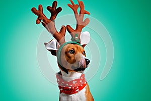 Beautiful dog wering christmas costumes photo