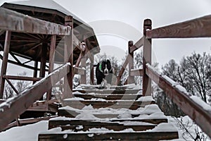 Beautiful dog on a wooden ladder in winter.