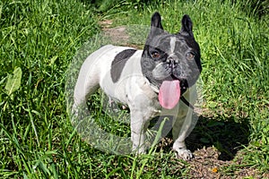 Beautiful doggy French bulldog.