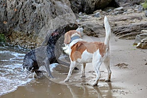 Beautiful dogs Beagle and Drahthaar running on the beach