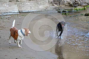 Beautiful dogs Beagle and Drahthaar running on the beach