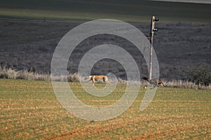 Beautiful dogs hunting hare with Spanish in the fields extensive plains photo