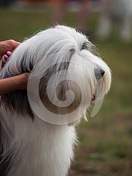 Beautiful dogs at an outdoor dog show