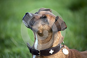 Beautiful Dogs Portrait close up