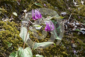 Beautiful dogtooth violet flowers that signal the arrival of spring.