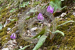 Beautiful dogtooth violet flowers that signal the arrival of spring.