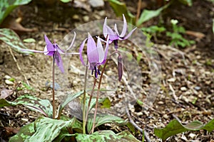 Beautiful dogtooth violet flowers that signal the arrival of spring.