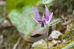 Beautiful dogtooth violet flowers that signal the arrival of spring.