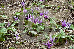 Beautiful dogtooth violet flowers that signal the arrival of spring.