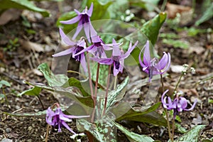 Beautiful dogtooth violet flowers that signal the arrival of spring.