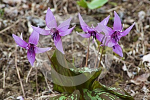 Beautiful dogtooth violet flowers that signal the arrival of spring.