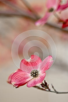 Beautiful Dogwood Blossoms with copyspace