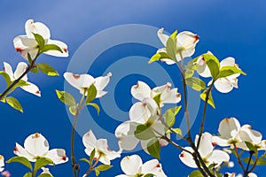 Beautiful Dogwood blossoms on a glorious spring morning