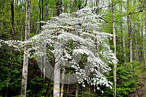A beautiful Dogwood Tree blooms with the greenery of spring.