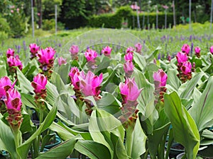 Beautiful of Dok krachiao blooming or Siam-Tulip flowers.