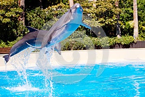 Beautiful dolphin jumping in the pool