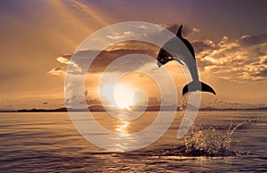 Beautiful dolphin jumping from shining water