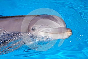 Beautiful dolphin in the water