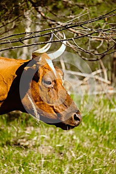 Beautiful domestic brown cow close up portrait.Portrait of a cow close up detailed.