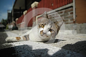 Beautiful domestic cat so cute - adorable animal - laying on street - b