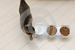beautiful domestic cat eats dry food in the kitchen. Portrait
