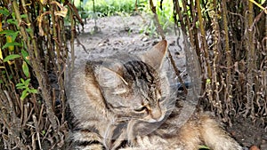 A beautiful domestic cat lies in the park and washes. Pets