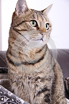 Beautiful domestic cat portrait with big eyes photo