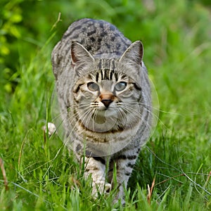 Beautiful domestic cat showcases its hunting instincts in nature