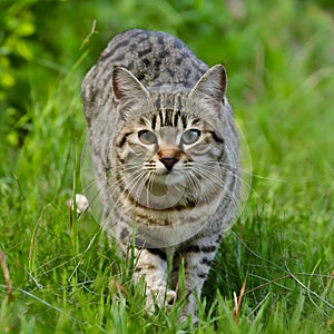 Beautiful domestic cat showcases its hunting instincts in nature photo