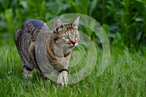 Beautiful domestic cat showcases its hunting instincts in nature photo