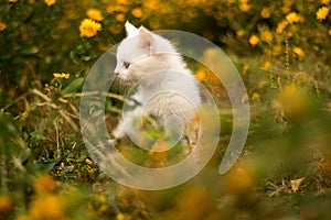 Beautiful domestic cat sits in the green grass on a summer meadow and dreamily looks