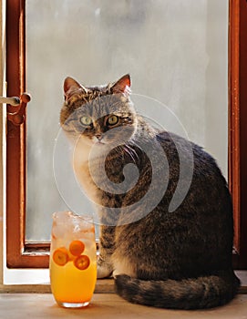 Portrait of the gray cat  on theold window photo