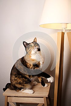 Beautiful domestic dark cat sits on a chair with its paw raised and looks up, the floor lamp, cozy home concept