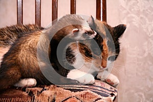 Beautiful domestic Ferret Mustela putorius furo and red cat