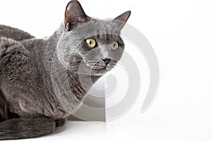 Beautiful domestic gray or blue British short hair cat with yellow eyes on a white background