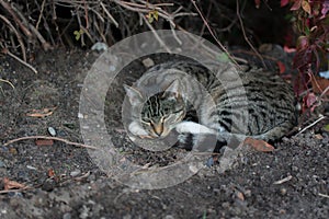 Beautiful domestic grey cat with black stripes sleeping on a ground with plants in background