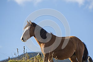 Beautiful domestic horse at the Laguna Mucubaji, Merida State