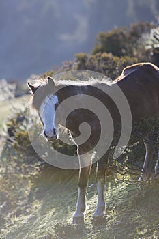 Beautiful domestic horse at the Laguna Mucubaji, Merida State