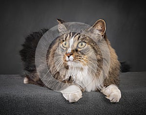 Beautiful Domestic Long-Haired Cat Laying Down and Looking To The Side