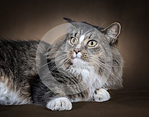 Beautiful Domestic Long-Haired Cat Laying on Side