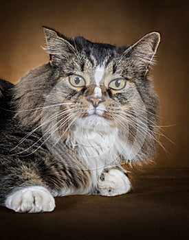 Beautiful Domestic Long-Haired Cat Looking Right At You