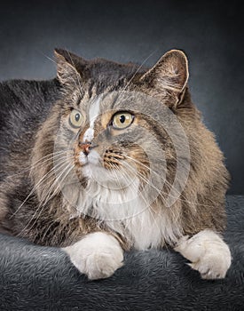 Beautiful Domestic Long-Haired Cat Looking To The Side