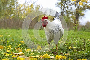 Beautiful domestic rooster walking on grass in autumn, space for text